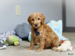 Standard Poodle dogs for sale: Dexter AKC - Ad 1