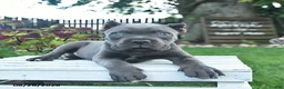 Cane Corso dogs for sale: Dallas  - Ad 5