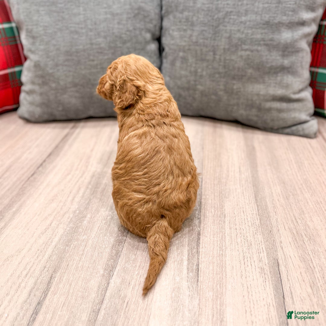 Mini Goldendoodle dogs for sale: Misty - Ad 5