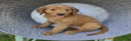 Mixed Breed dogs for sale: Tracy - Ad 4