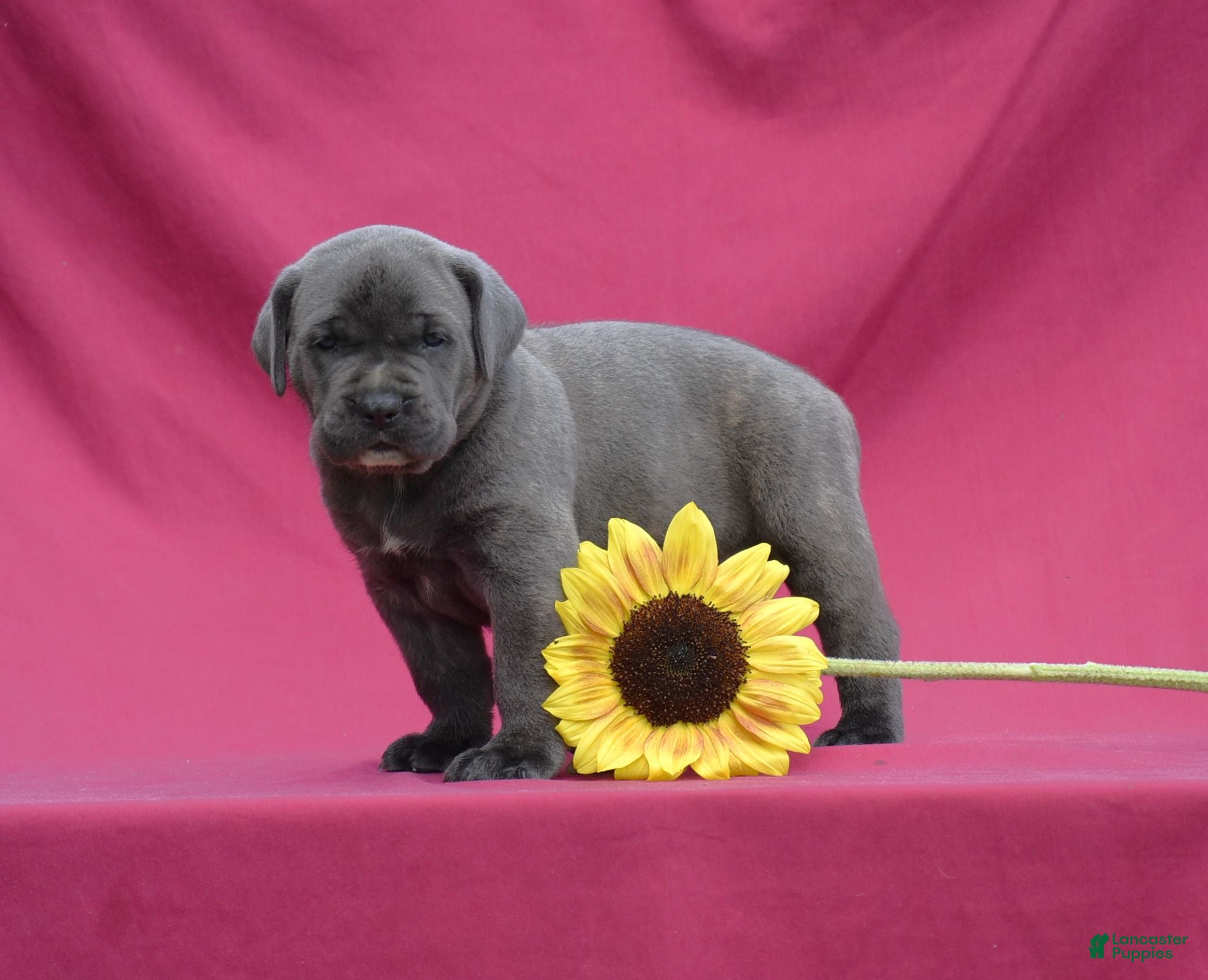 Cane Corso dogs Enzo - Ad 1