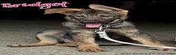 German Shepherd dogs for sale: Bridget AKC - Ad 2
