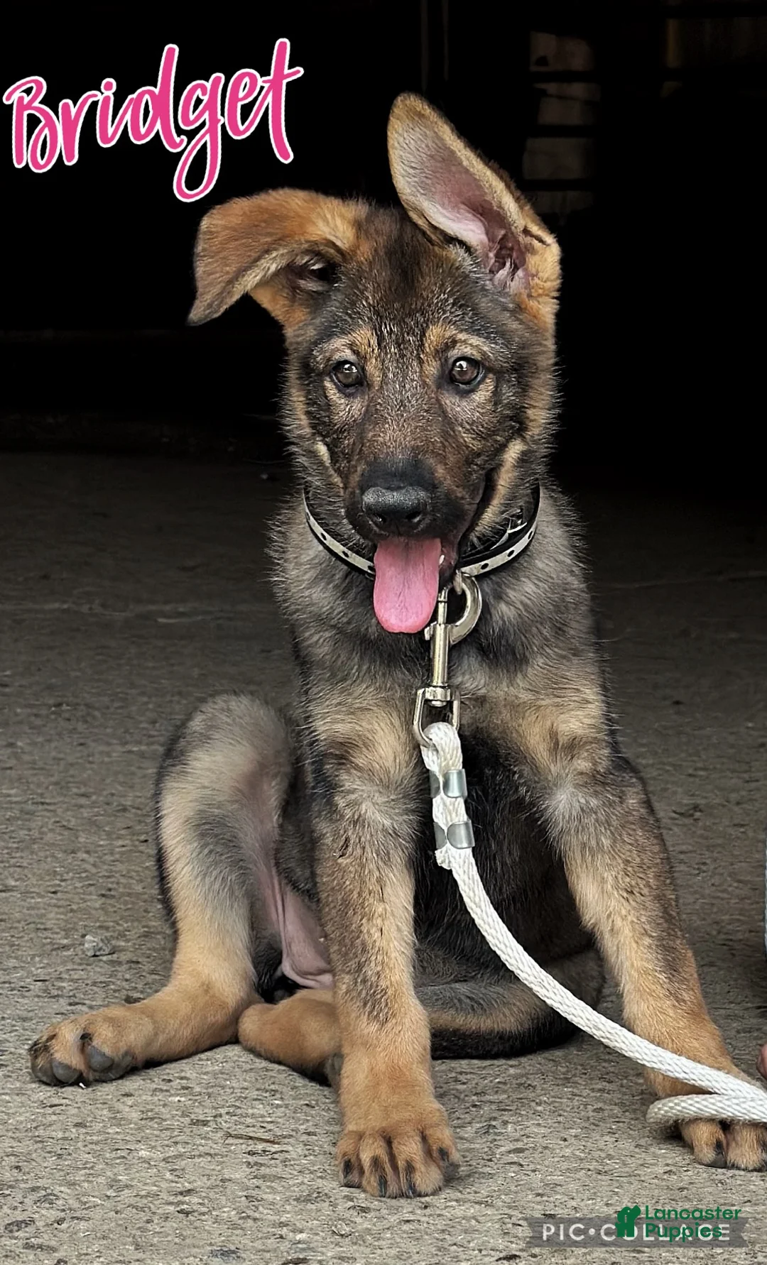 German Shepherd dogs for sale: Bridget AKC - Ad 2