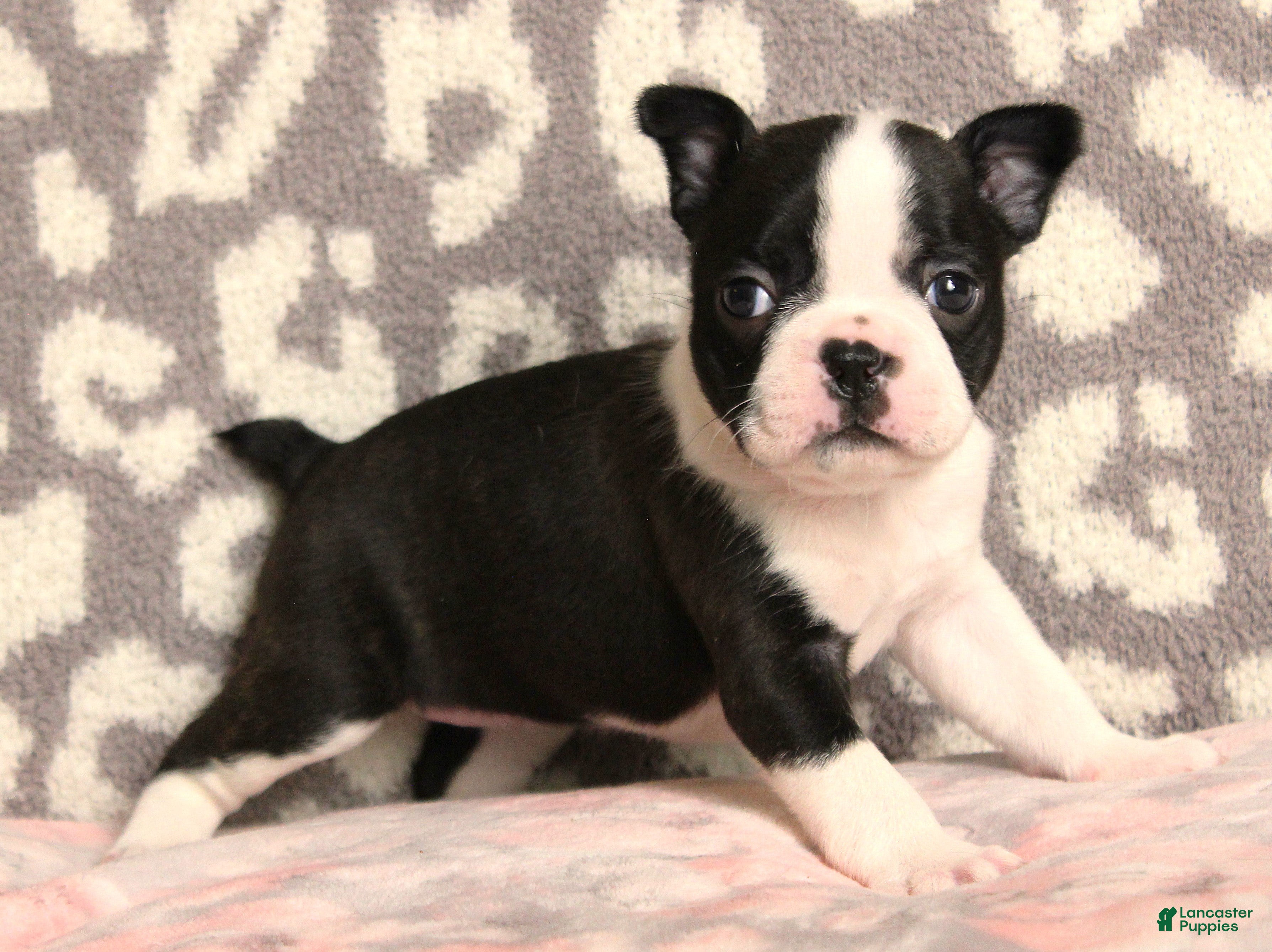 Puppies for sale under $500 in Charlotte, North Carolina