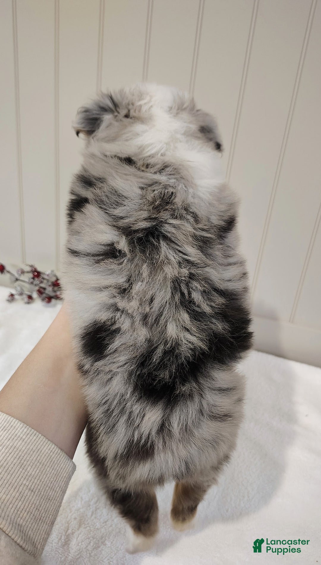 Miniature Australian Shepherd dogs for sale: Miniature Australian Shepherd Puppy 2 - Ad 5