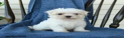 Maltese dogs for sale: Sharla - Ad 5