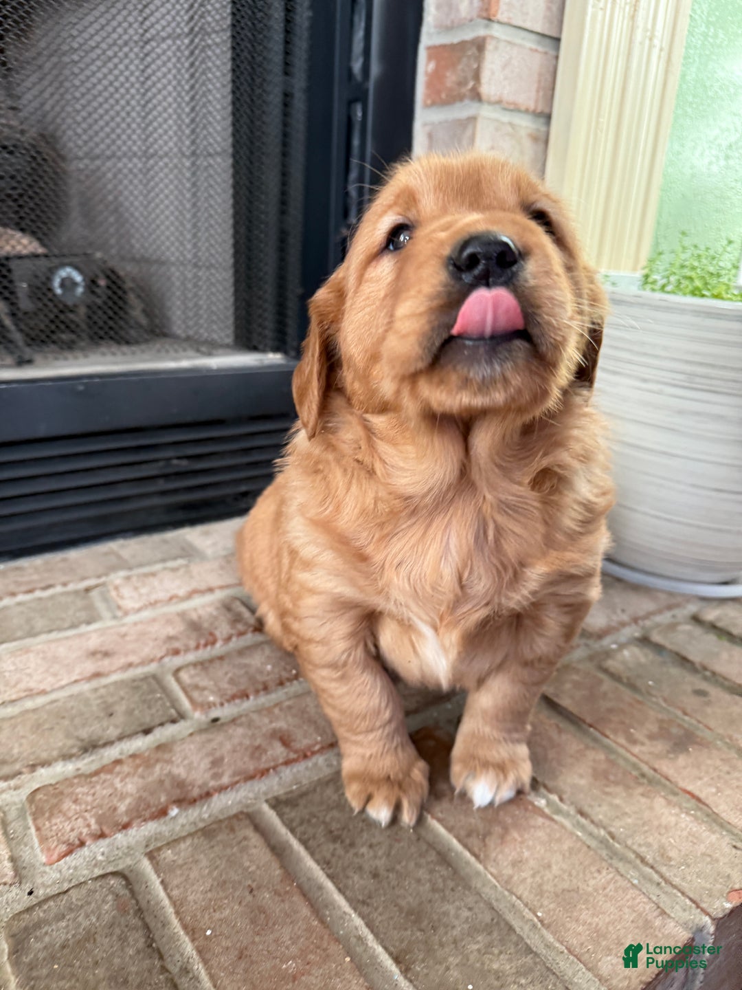 Golden Retriever dogs for sale: Summer - Ad 17