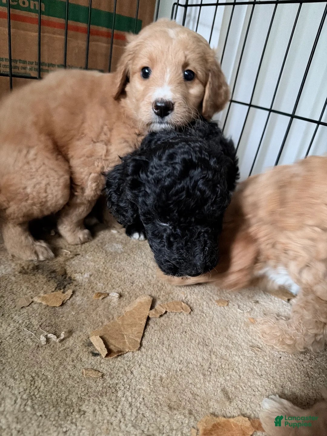 Double Doodle dogs for sale: Mocha  - Ad 3