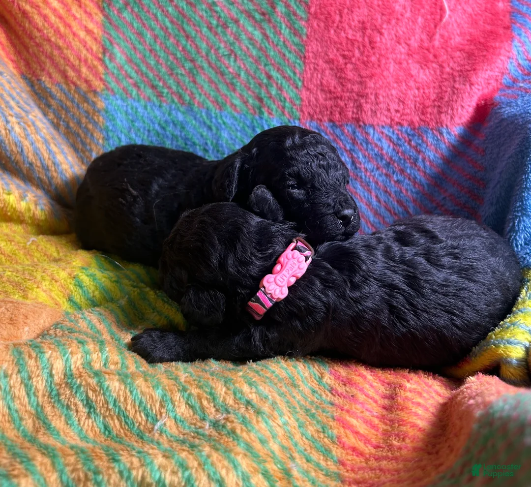 Cavapoo dogs for sale: Stormy - Ad 2