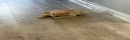 Golden Retriever dogs for sale: Golden Retriever 1 - Ad 4