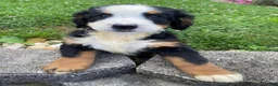 Bernese Mountain Dog dogs for sale: Callie - Ad 3
