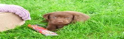 Labrador Retriever dogs for sale: Coco - Ad 6