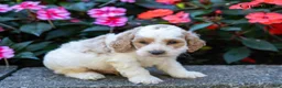 Cockapoo dogs for sale: Grant - Ad 4