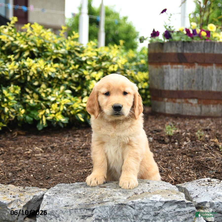 Golden Retriever dogs Jeremy - Ad 2