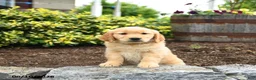 Golden Retriever dogs for sale: Jeremy - Ad 2