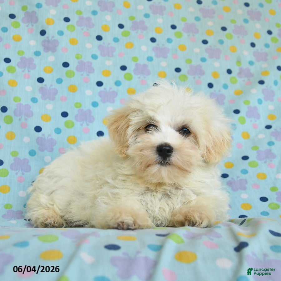 Maltipoo dogs Bailey - Ad 2