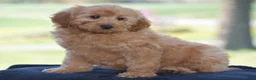 Mini Goldendoodle dogs for sale: Waden - Ad 1