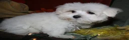 Maltese dogs for sale: Stumpy - Ad 8