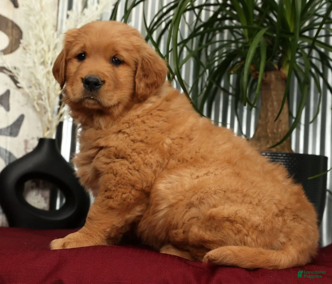 Golden Retriever dogs for sale: Austin - Ad 4