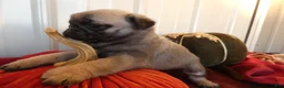 Pug dogs for sale: Pug 2 Trigger - Ad 7