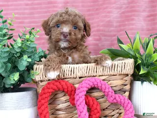 Toy Poodle dogs Carter-CLEAR GENETIC TEST - Ad 15