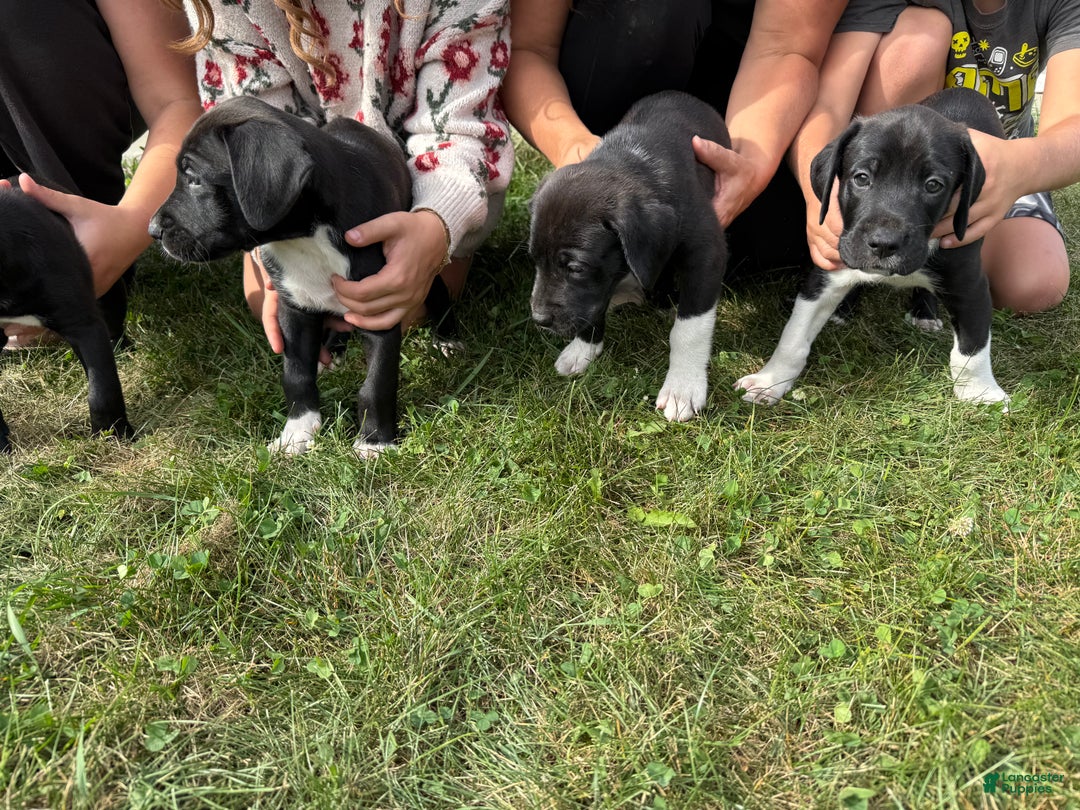 Mixed Breed dogs for sale: Lynx - Ad 11