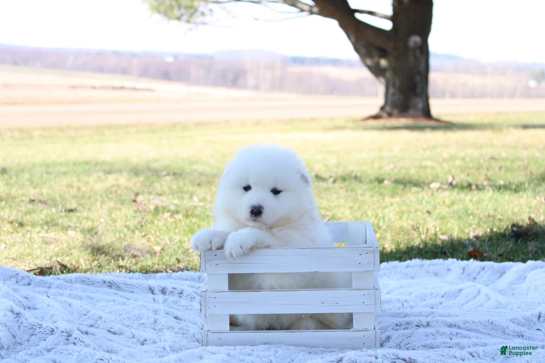 Samoyed dogs for sale: Samoyed Puppy 5 - Ad 2