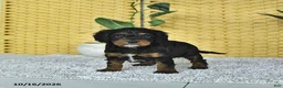 Cavapoo dogs for sale: Deacon - Ad 2