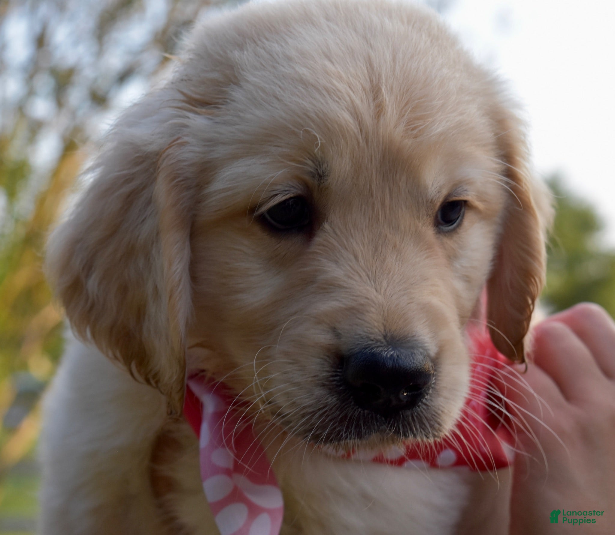 Golden Retriever dogs Red Boy 2 - Ad 19