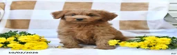 Mini Goldendoodle dogs for sale: Jared - Ad 10
