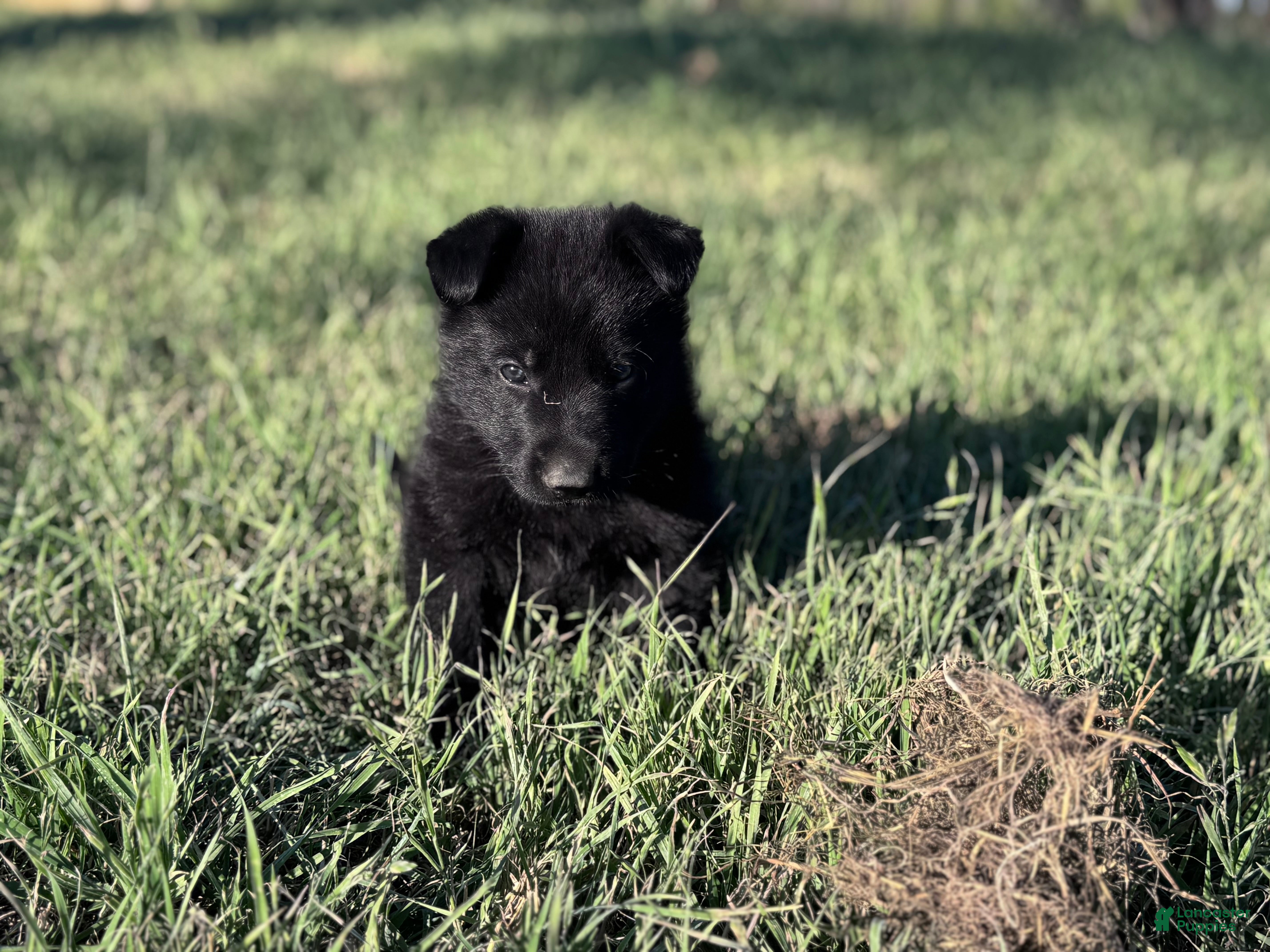German Shepherd dogs  Puppy 4 - Ad 1