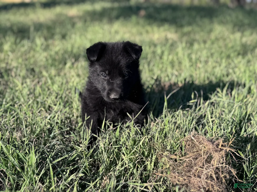 German Shepherd dogs for sale:  Puppy 4 - Ad 1