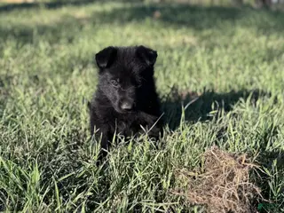 German Shepherd dogs for sale: Puppy 4 - Ad 4
