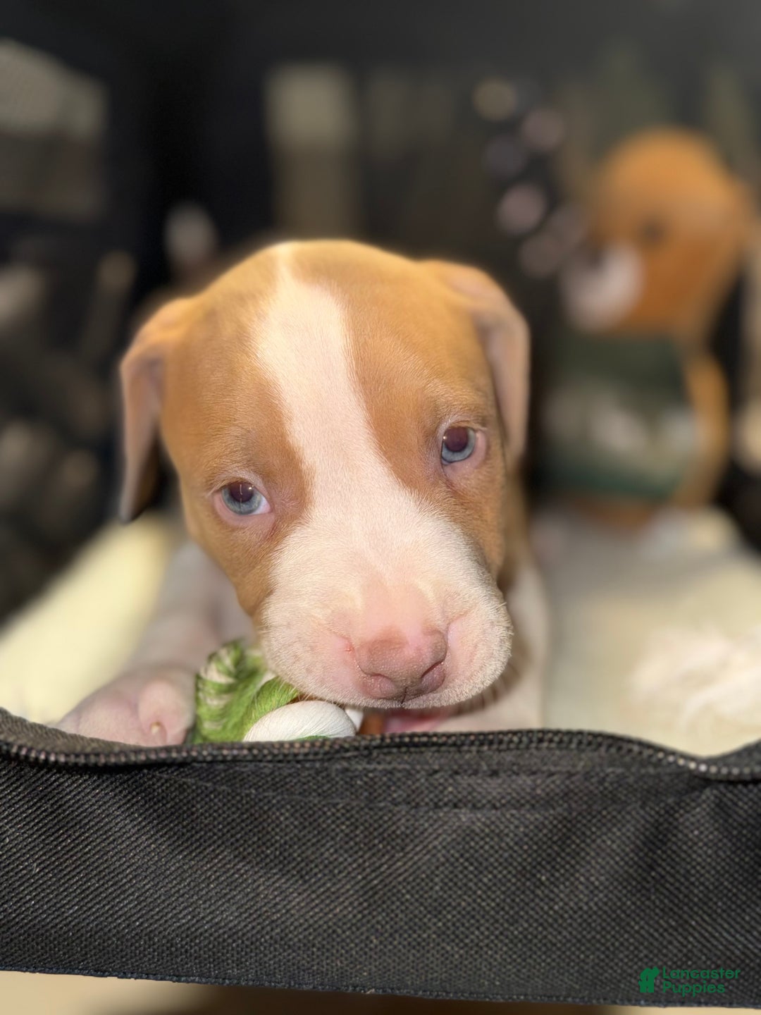 American Bully dogs for sale: Teddy - Ad 1