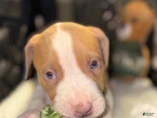 American Bully dogs Teddy - Ad 34