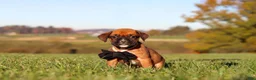 Boxer dogs for sale: Rocky - Ad 7