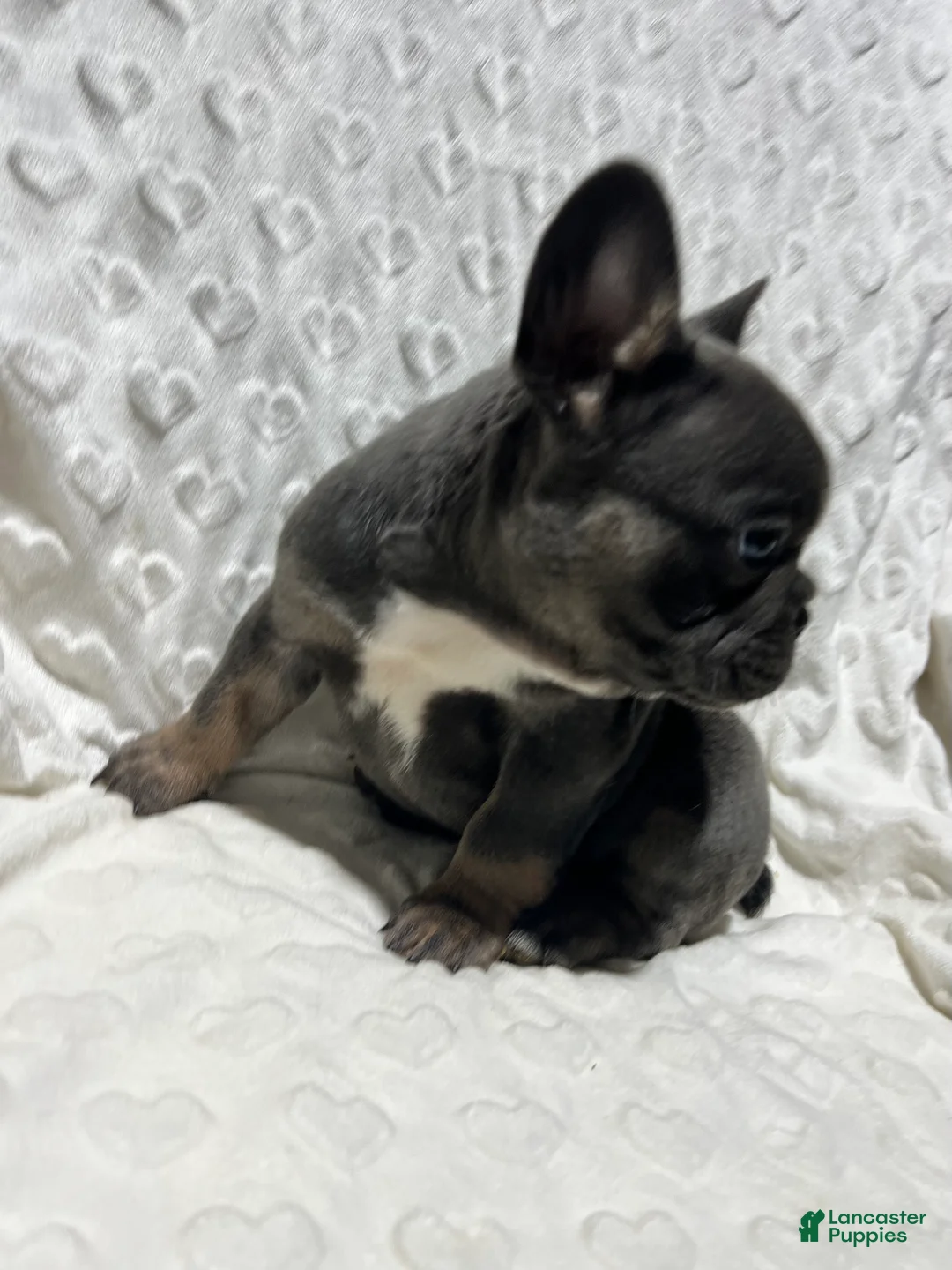 French Bulldog dogs for sale: French Bulldog Puppy 3 - Ad 5