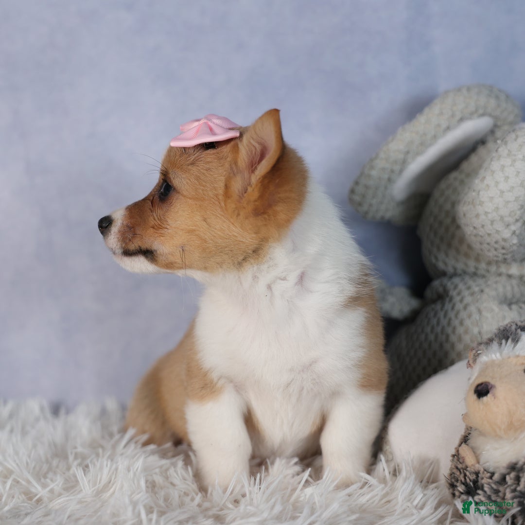 Welsh Corgi Pembroke dogs for sale: Demi - Ad 5