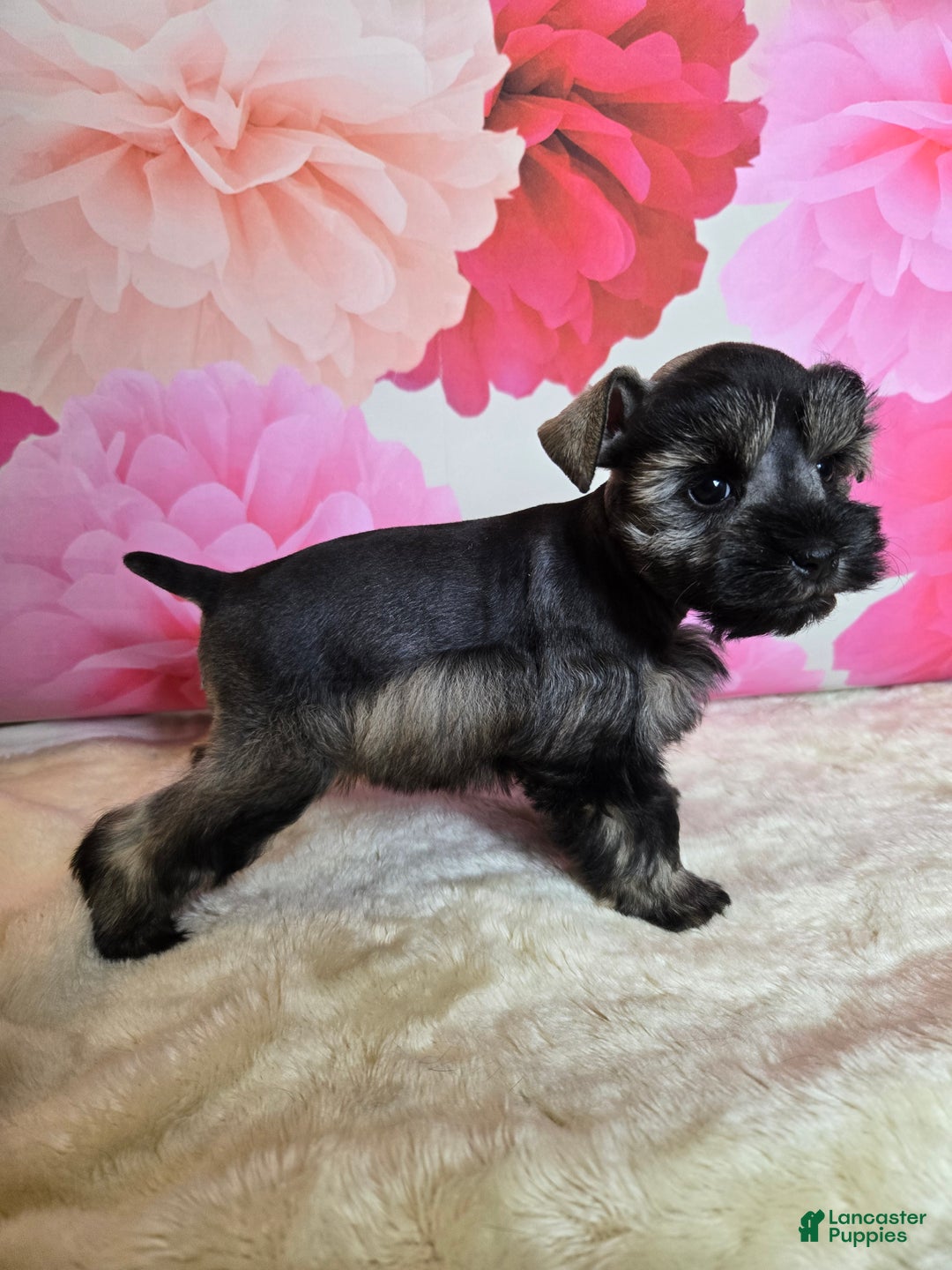 Miniature Schnauzer dogs for sale: Boo - Ad 3