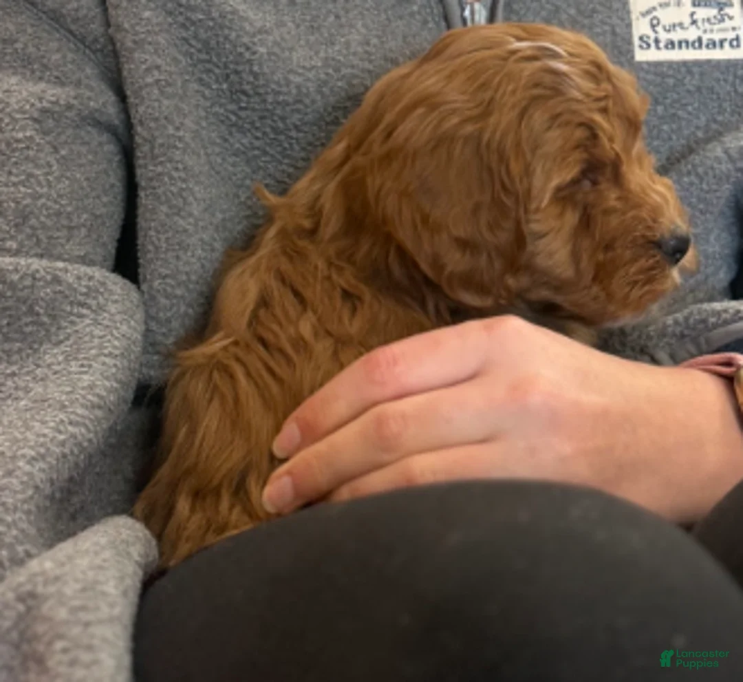 Mini Goldendoodle dogs for sale: Wyatt 💙 Genetic Clear Parents - Ad 3