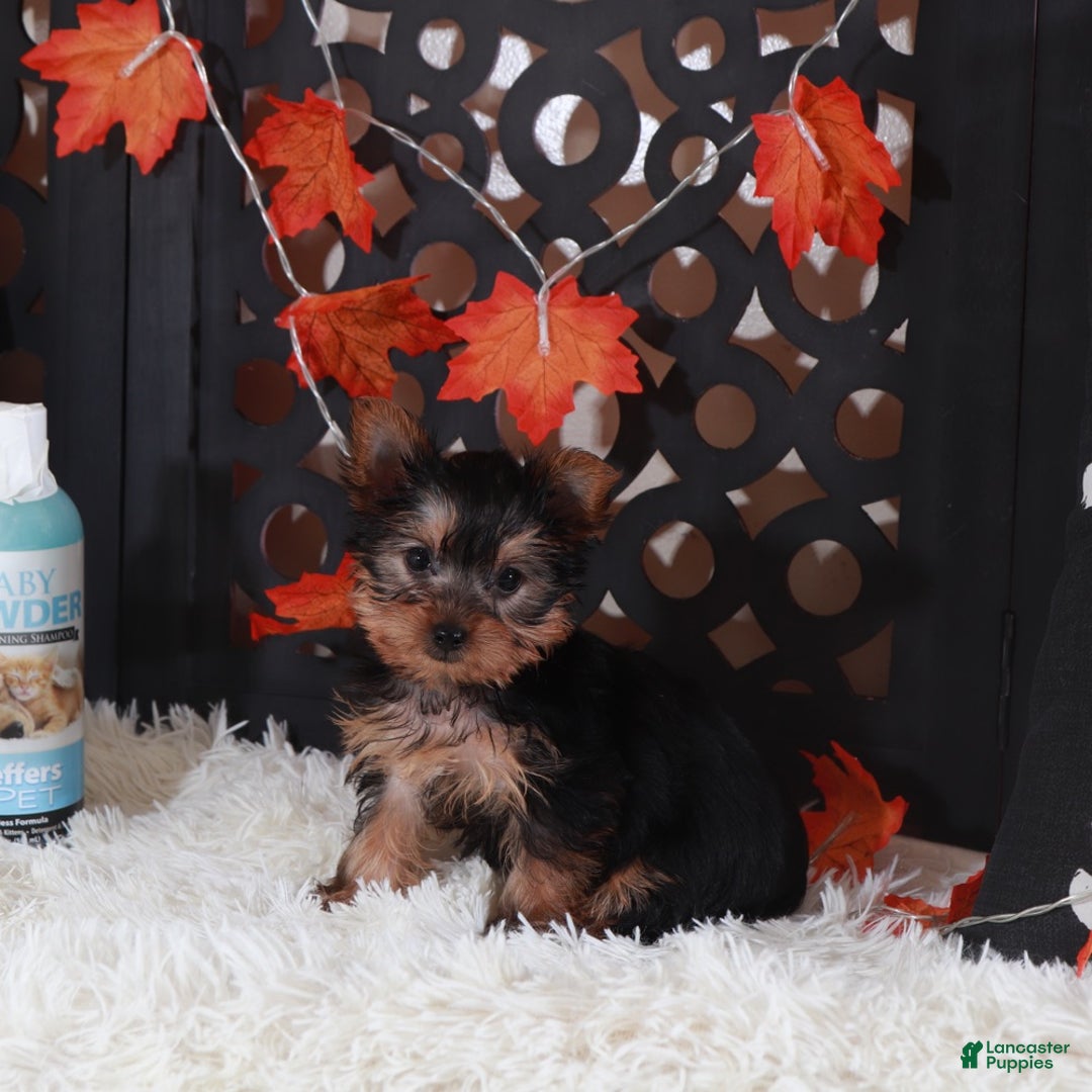 Yorkshire Terrier dogs for sale: Dolly - Ad 3