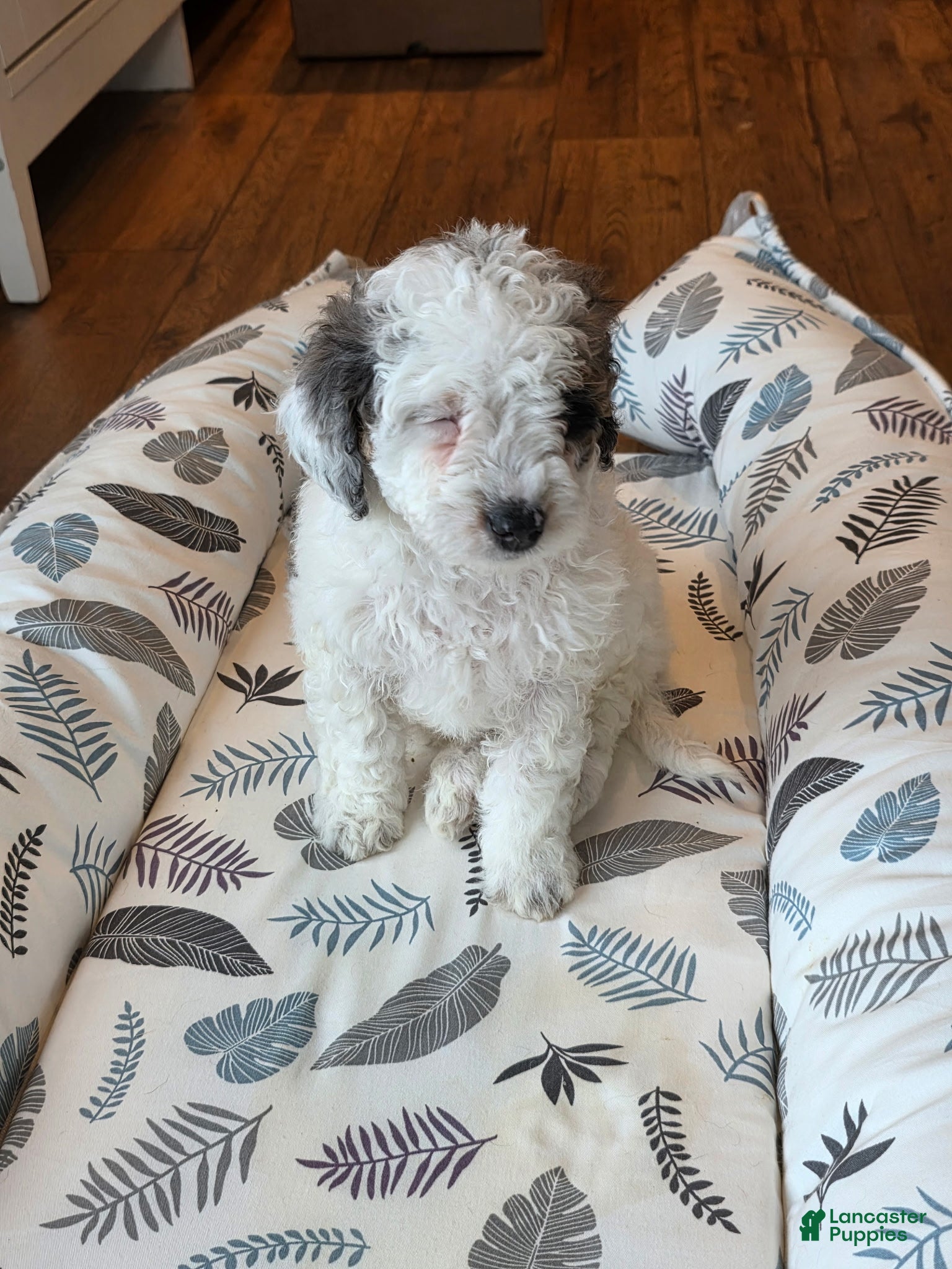 Mini Goldendoodle dogs Bruno - Ad 26