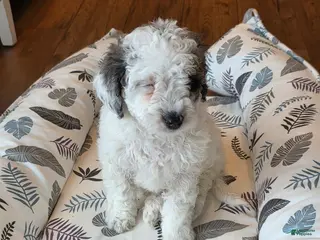 Mini Goldendoodle dogs Bruno - Ad 25