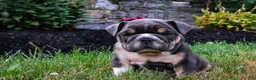 English Bulldog dogs for sale: Dino - Ad 4