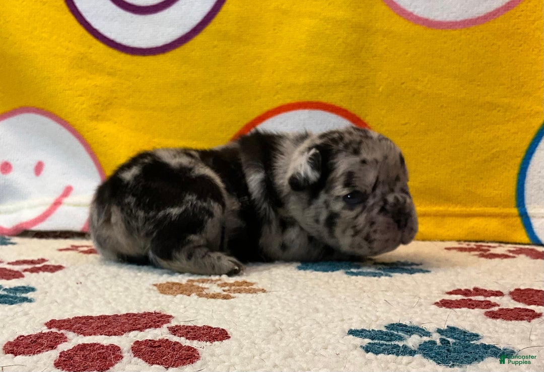 French Bulldog dogs for sale: Shell - Ad 21