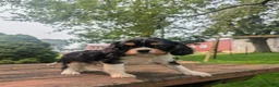 Cavalier King Charles Spaniel dogs for sale: Roger - Ad 5
