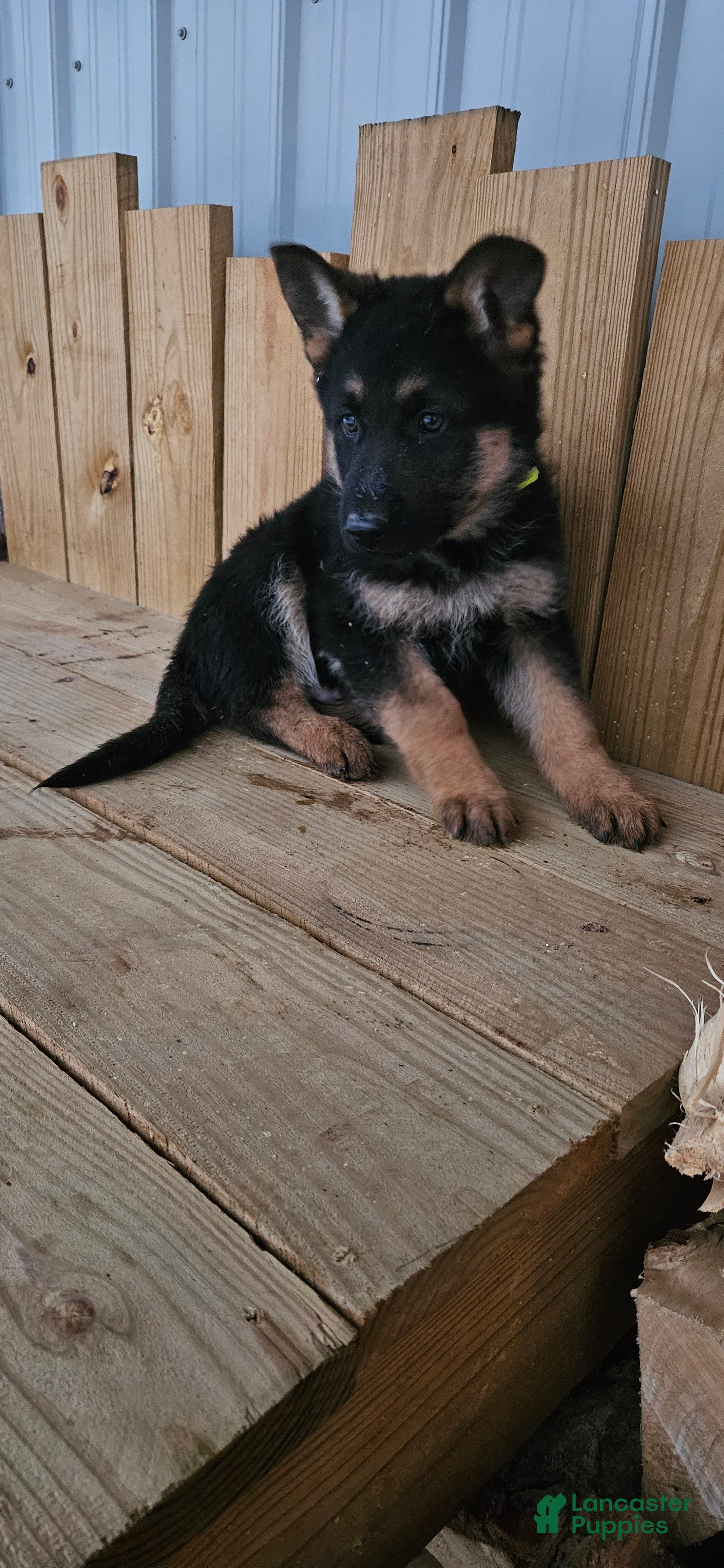 German Shepherd dogs Finn - Ad 7