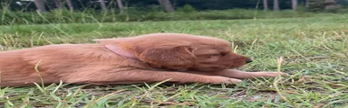 Golden Retriever 2