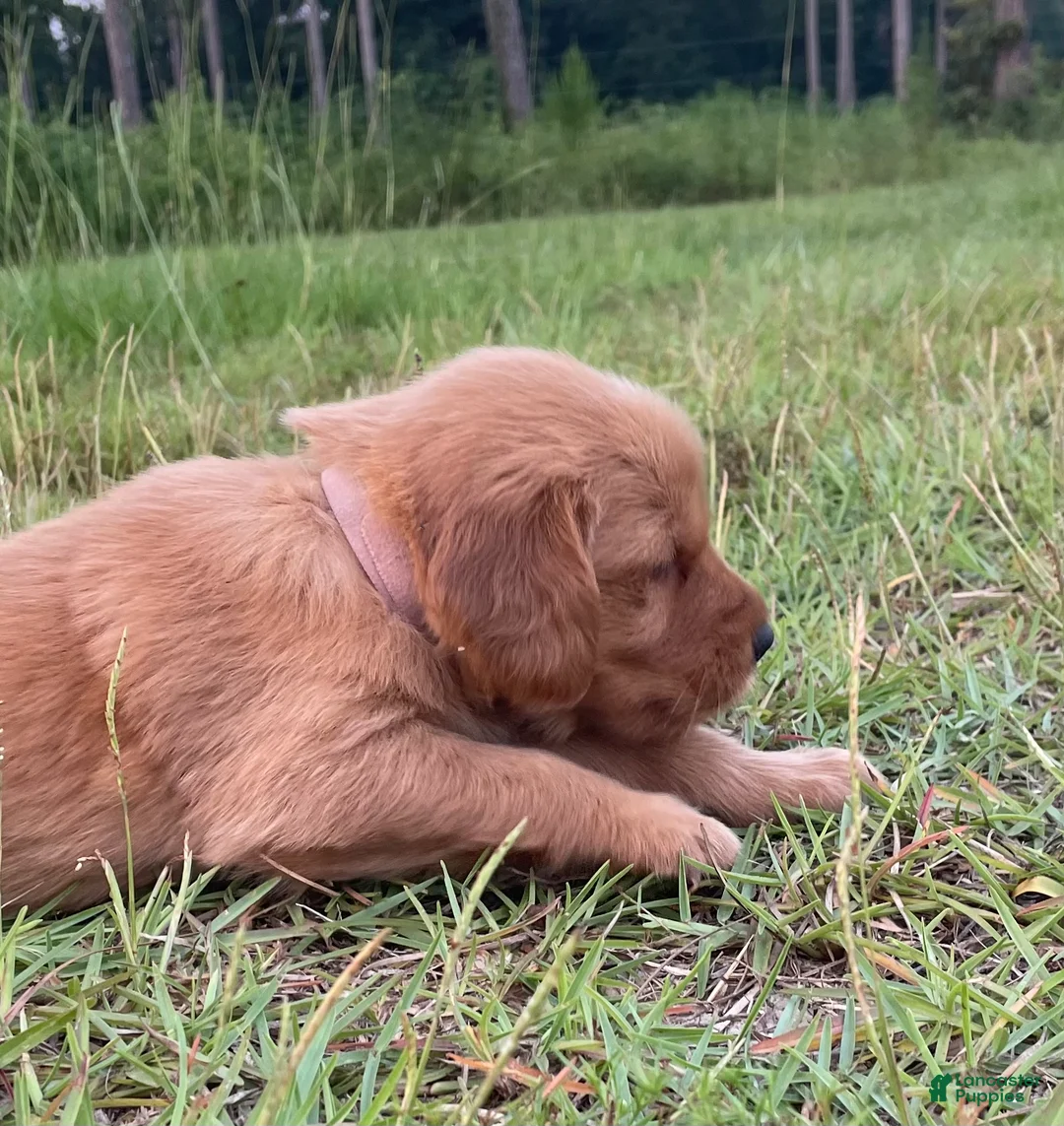 Golden Retriever dogs for sale: Golden Retriever 2 - Ad 1
