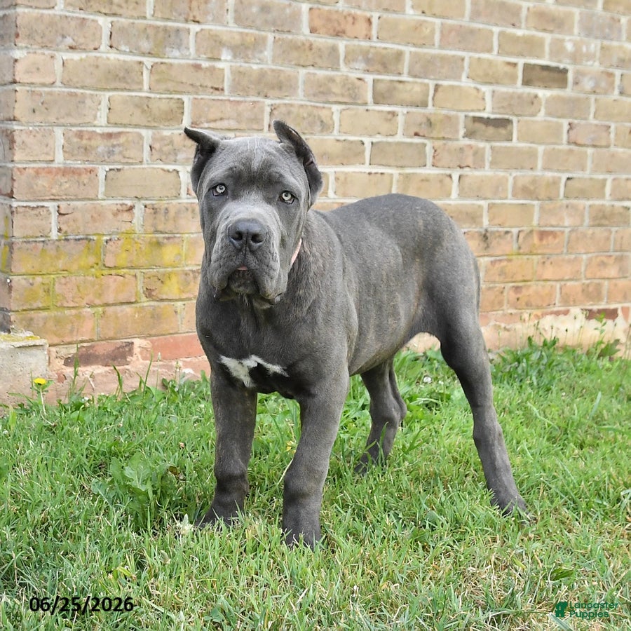 Cane Corso dogs Coral - Ad 2